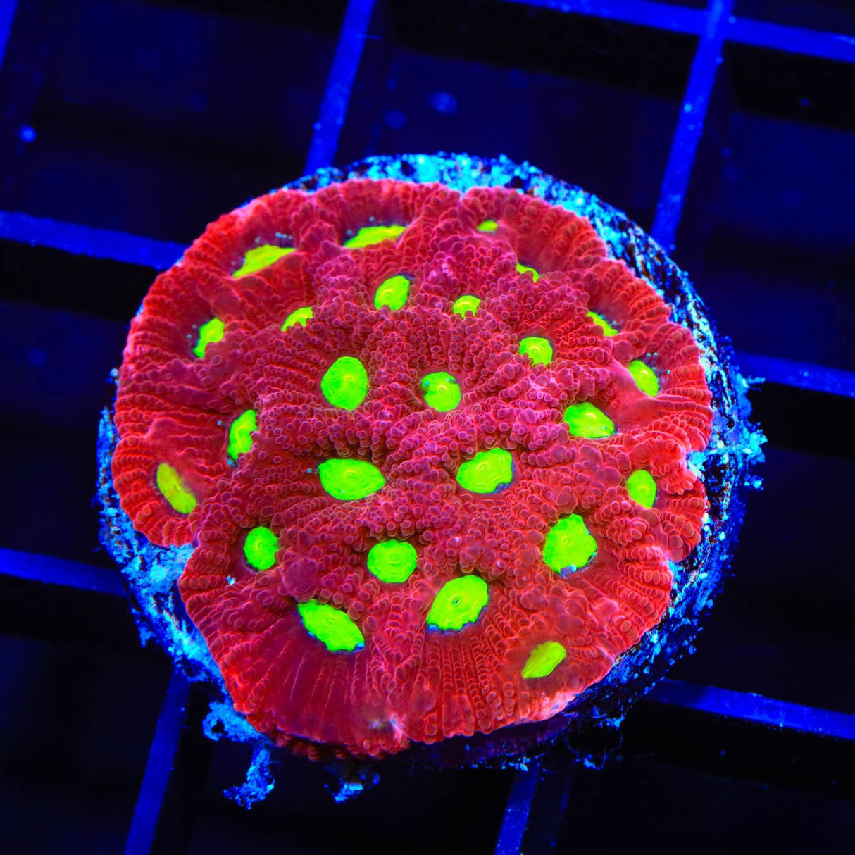 TSA Fire Favia Coral