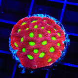 TSA Fire Favia Coral