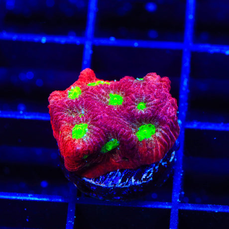 TSA Fire Favia Coral