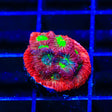 TSA Fire Favia Coral