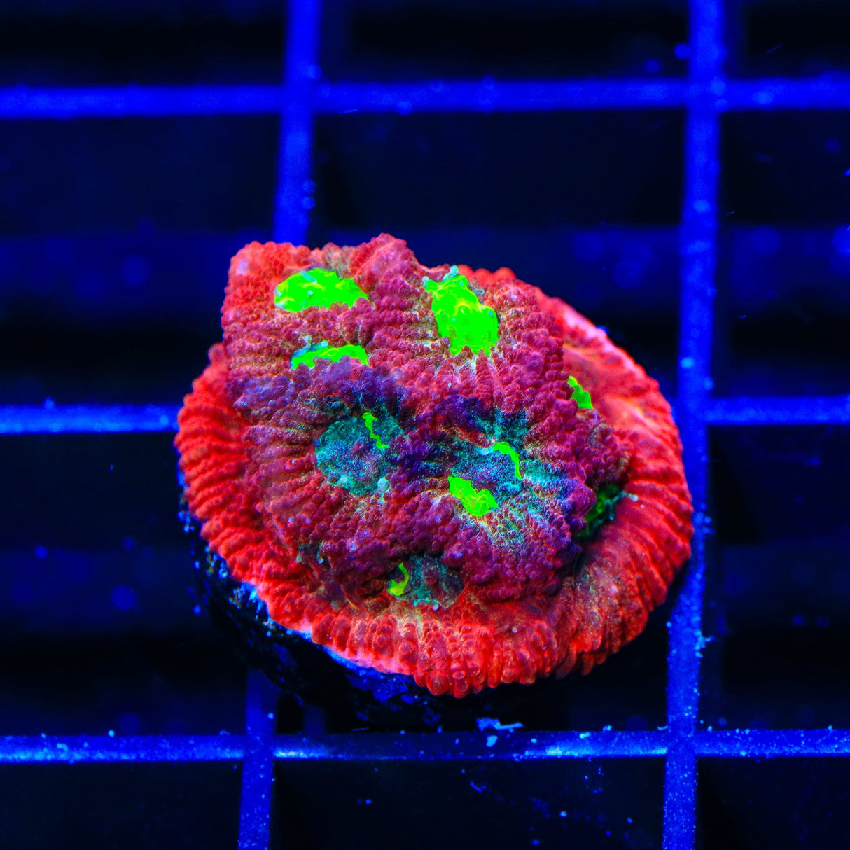 TSA Fire Favia Coral