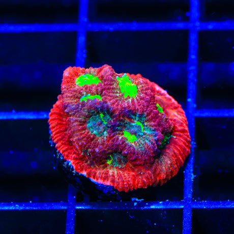 TSA Fire Favia Coral