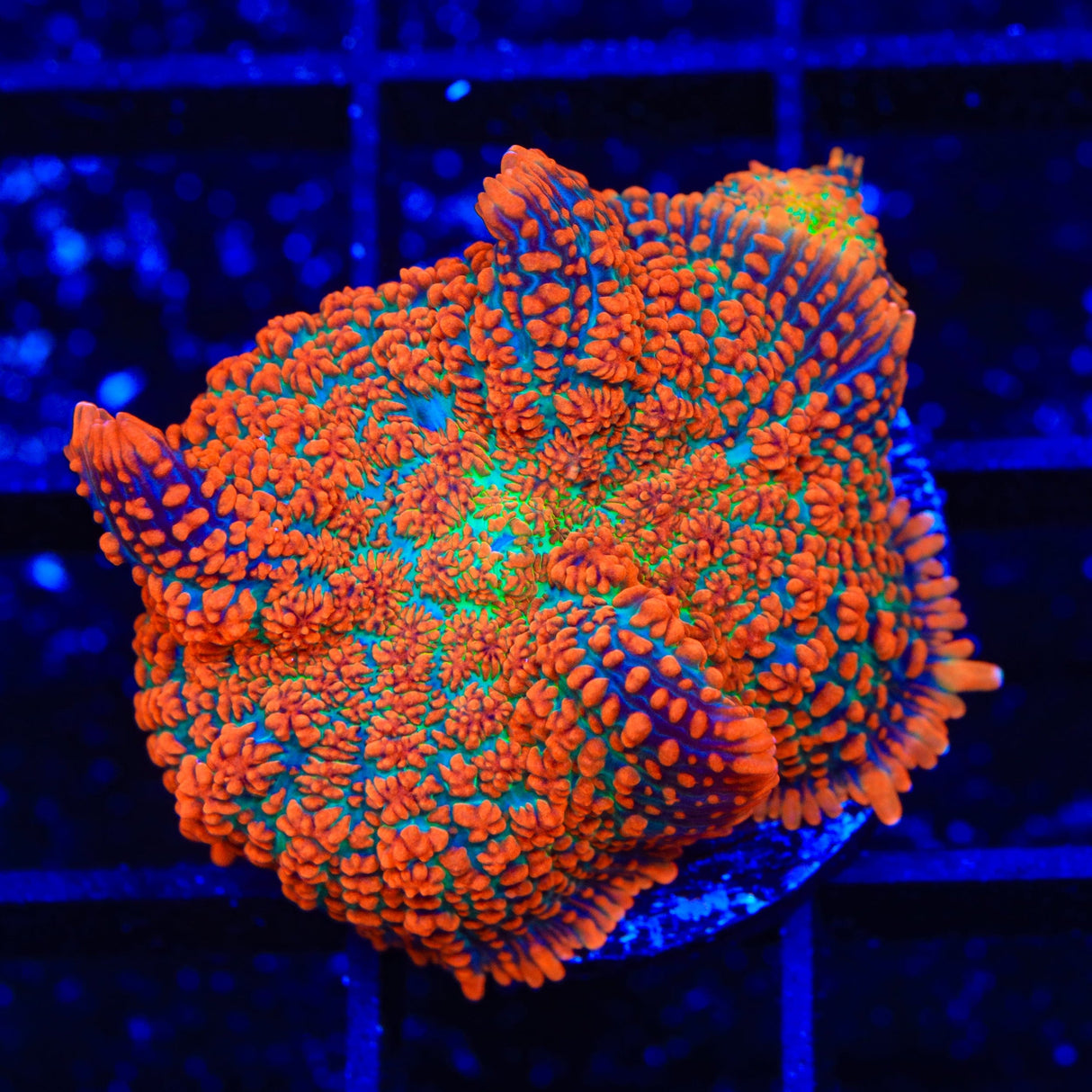 TSA Fire Goblin Mushroom Coral