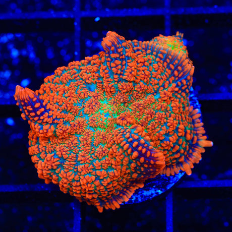 TSA Fire Goblin Mushroom Coral