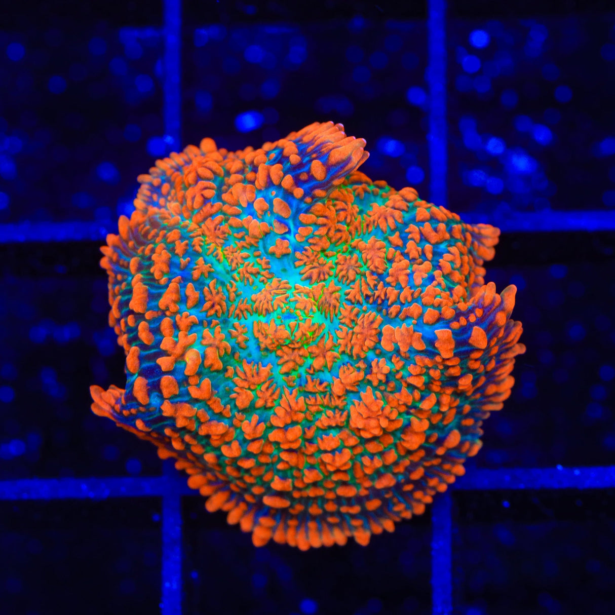 TSA Fire Goblin Mushroom Coral