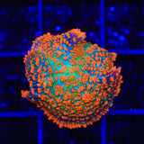 TSA Fire Goblin Mushroom Coral