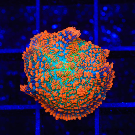TSA Fire Goblin Mushroom Coral
