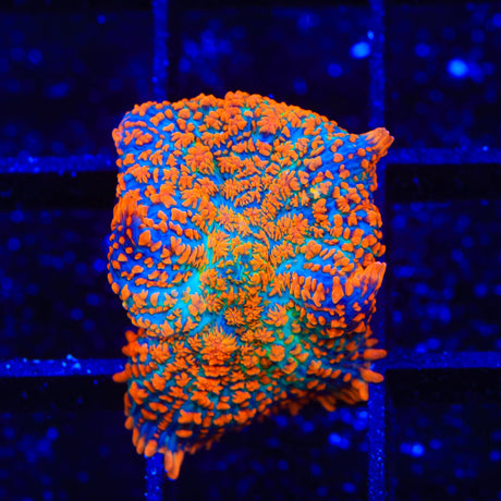 TSA Fire Goblin Mushroom Coral