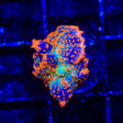 TSA Fire Goblin Mushroom Coral