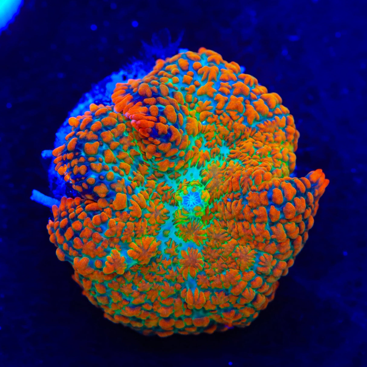 TSA Fire Goblin Mushroom Coral