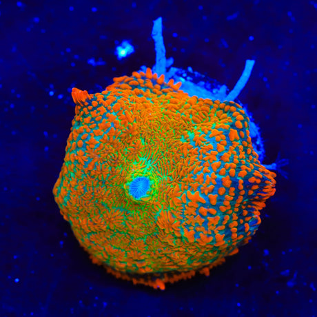 TSA Fire Goblin Mushroom Coral