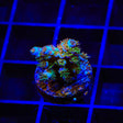 TSA Fire in the Sky Acropora Coral