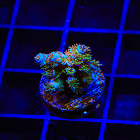 TSA Fire in the Sky Acropora Coral