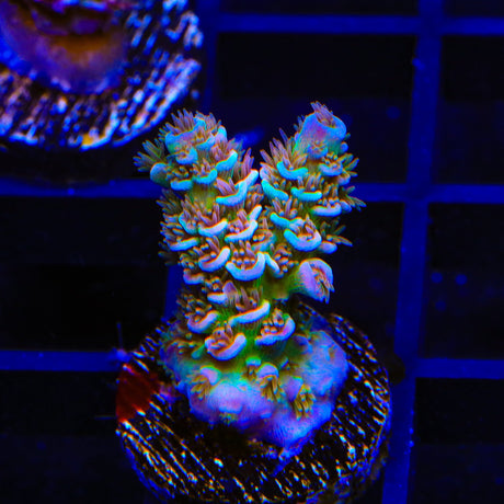 TSA Fire in the Sky Acropora Coral
