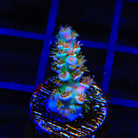 TSA Fire in the Sky Acropora Coral