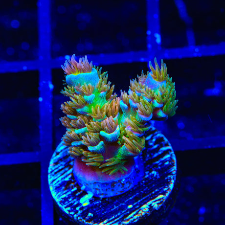 TSA Fire in the Sky Acropora Coral
