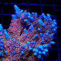 TSA Fire in the Sky Tenuis Acropora Coral