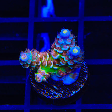 TSA Fire in the Sky Tenuis Acropora Coral