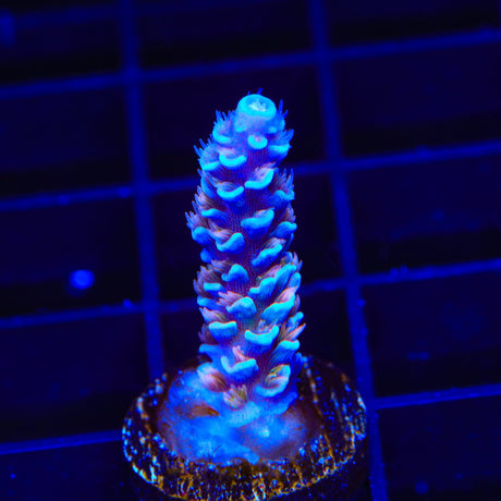 TSA Fire in the Sky Tenuis Acropora Coral