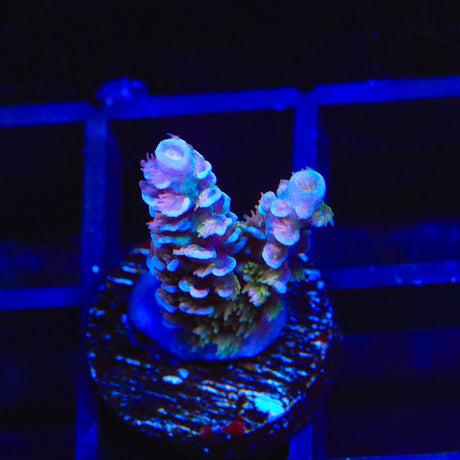 TSA Fire in the Sky Tenuis Acropora Coral