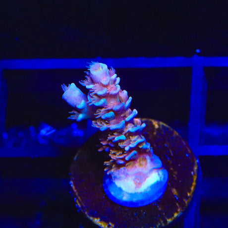 TSA Fire in the Sky Tenuis Acropora Coral