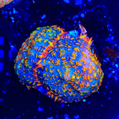 TSA Fire Popper Rhodactis Mushroom Coral