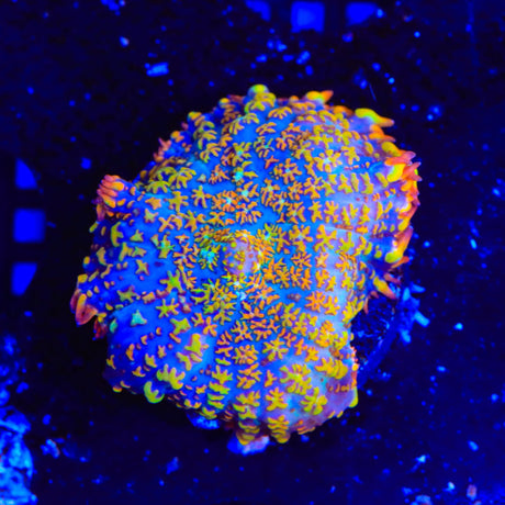 TSA Fire Popper Rhodactis Mushroom Coral