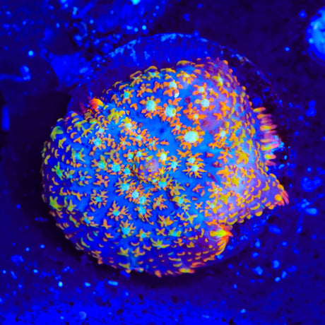 TSA Fire Popper Rhodactis Mushroom Coral