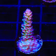 TSA Fire Starter Tenuis Acropora Coral