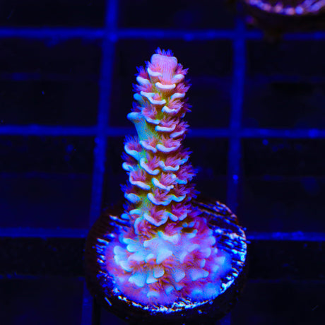 TSA Fire Starter Tenuis Acropora Coral