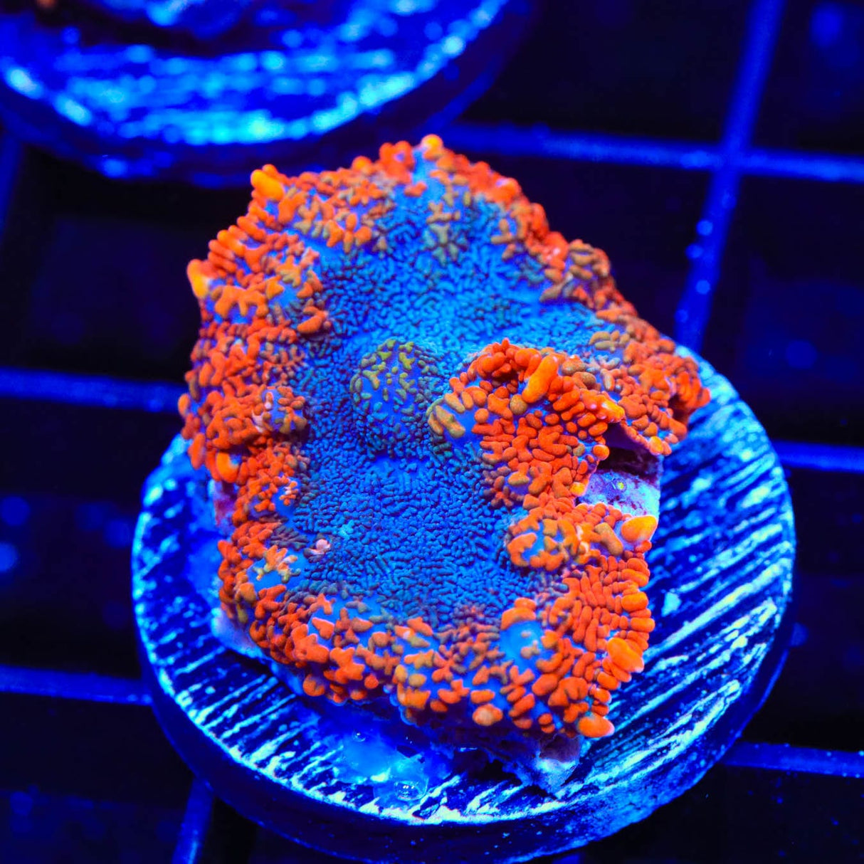 TSA Firecracker Rhodactis Mushroom Coral