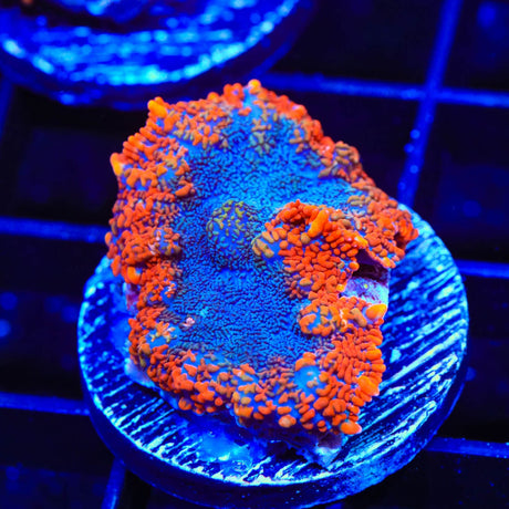 TSA Firecracker Rhodactis Mushroom Coral