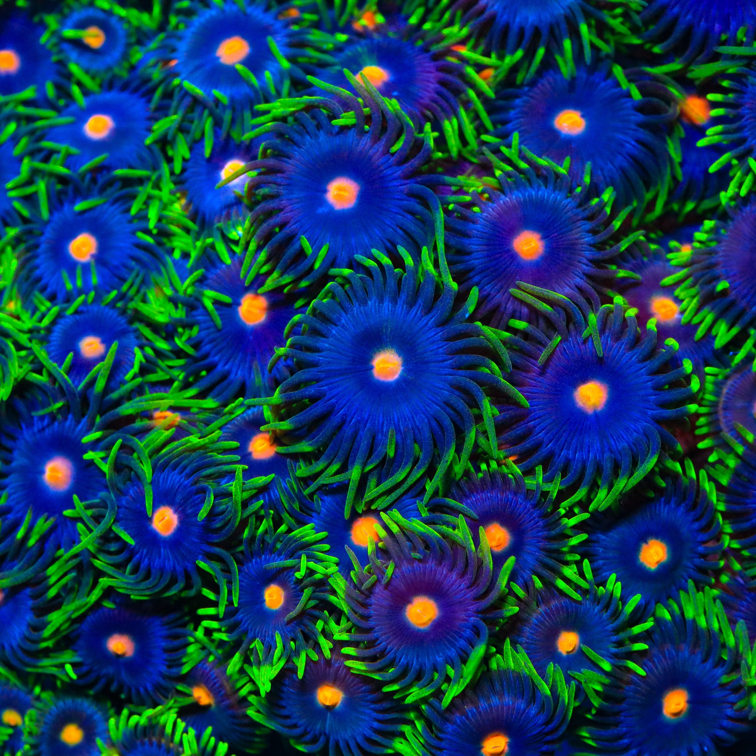 TSA Firefly Zoanthids Coral