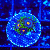 TSA Firefly Zoanthids Coral