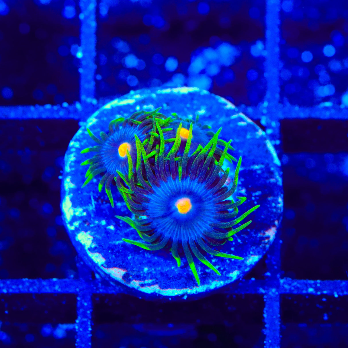 TSA Firefly Zoanthids Coral
