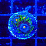TSA Firefly Zoanthids Coral