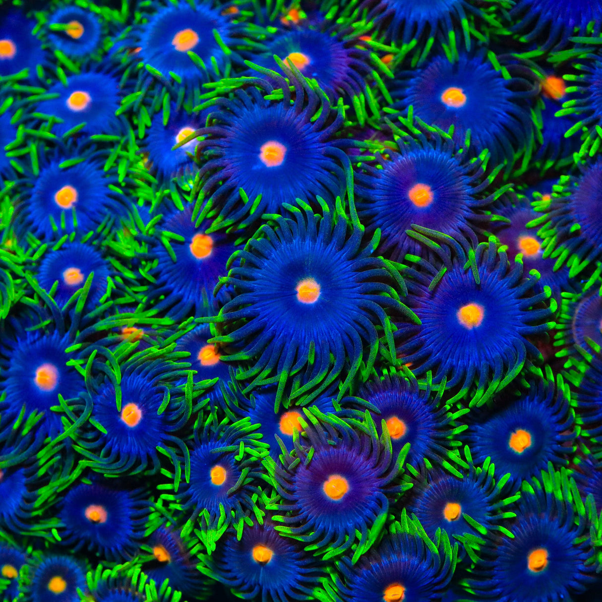 TSA Firefly Zoanthids Coral