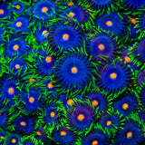 TSA Firefly Zoanthids Coral