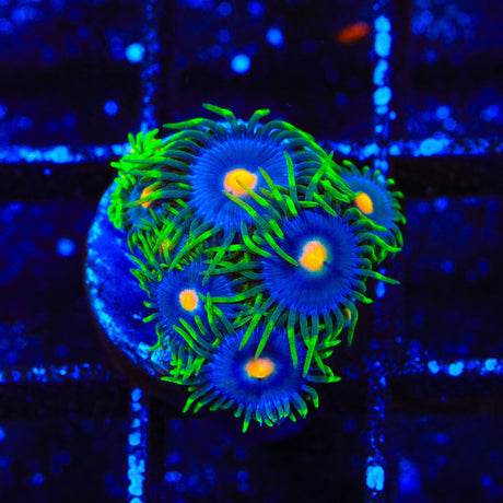 TSA Firefly Zoanthids Coral