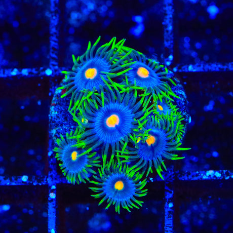TSA Firefly Zoanthids Coral