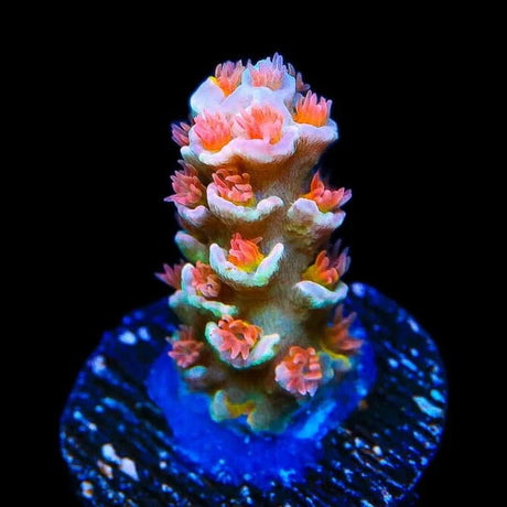 TSA Firestorm Acropora Coral