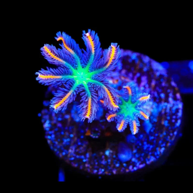 TSA Firework Clove Polyp Coral