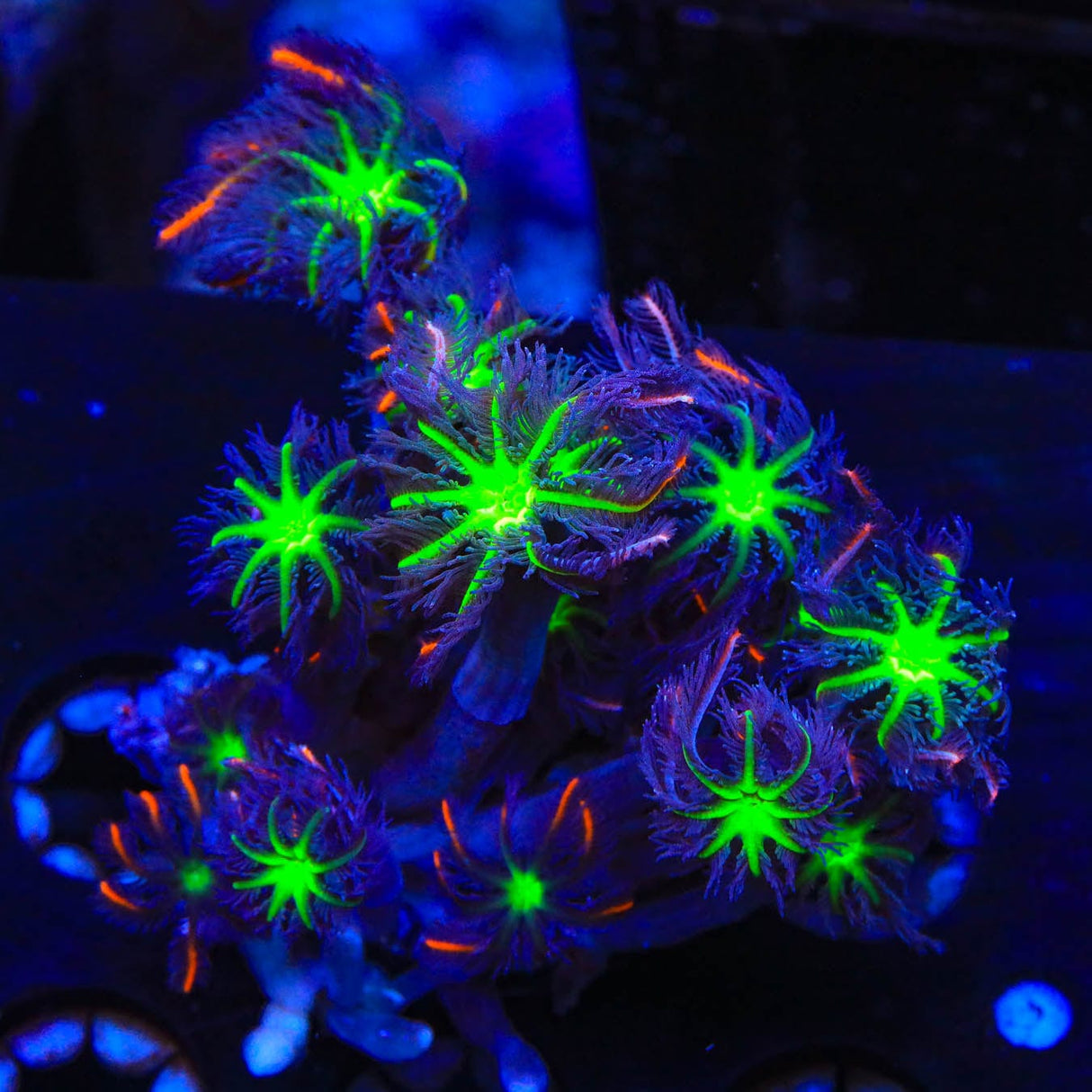 TSA Firework Clove Polyp Coral