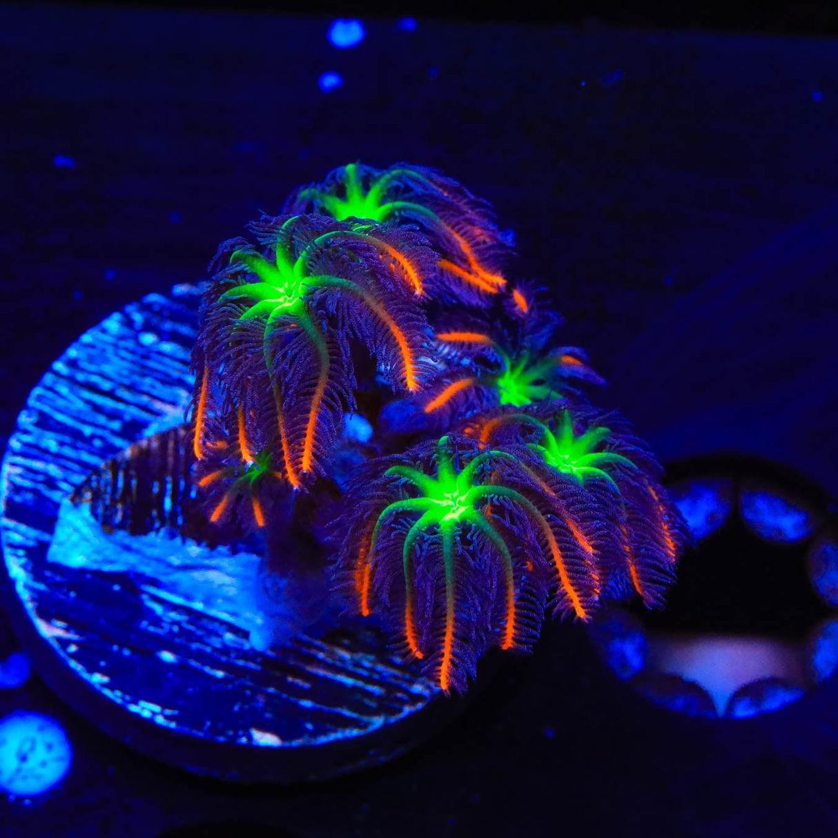 TSA Firework Clove Polyp Coral