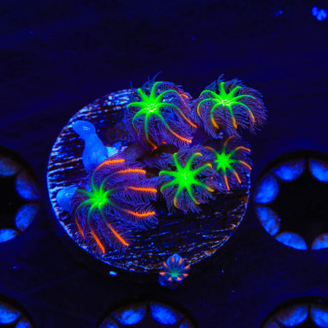 TSA Firework Clove Polyp Coral
