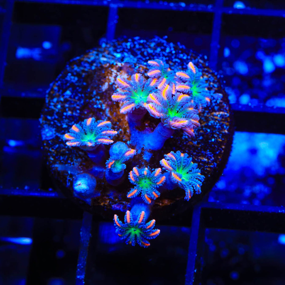 TSA Firework Clove Polyp Coral