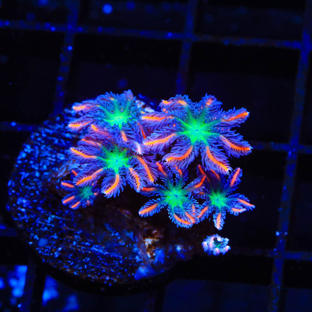 TSA Firework Clove Polyp Coral