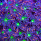 TSA Firework Clove Polyp Coral
