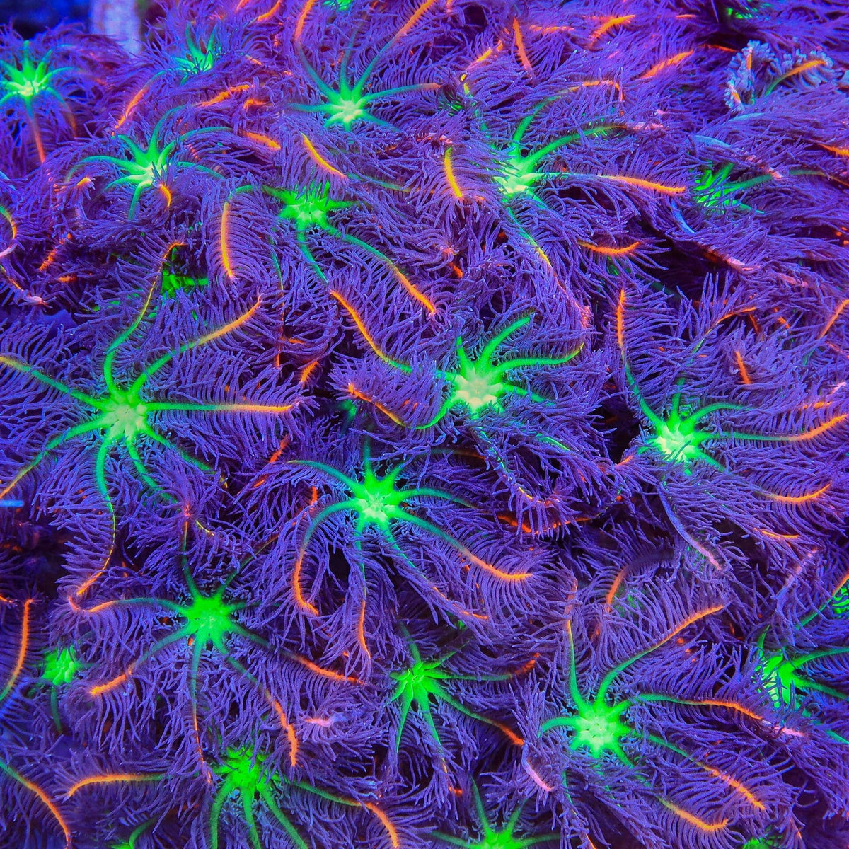 TSA Firework Clove Polyp Coral