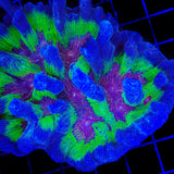 TSA Fireworks Pectinia Coral